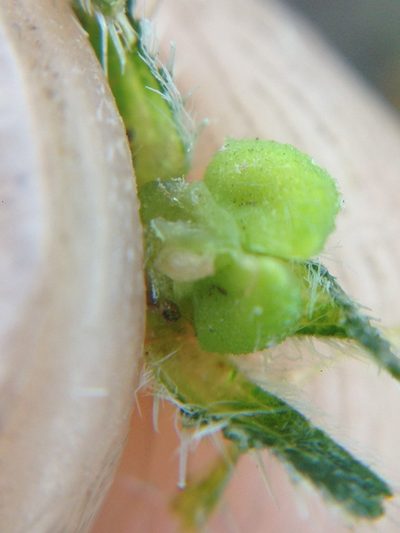 Amsinckia inepta, photographed by Adam J. Searcy