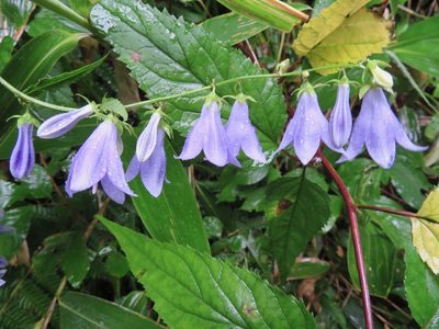 Adenophora remotiflora, photographed by Marco Mussita