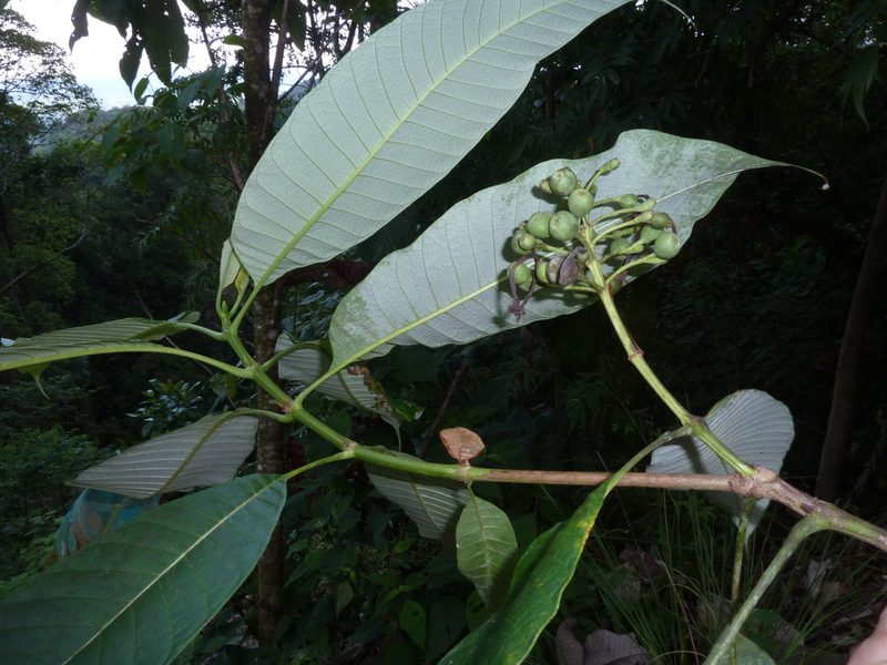 Isertia laevis, photographed by Eduardo Chacón Madrigal