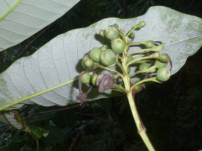 Isertia laevis, photographed by Eduardo Chacón Madrigal