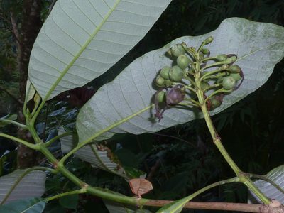 Isertia laevis, photographed by Eduardo Chacón Madrigal