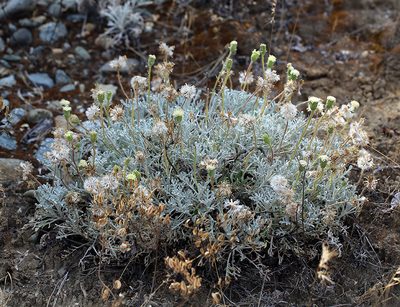Chaenactis suffrutescens, photographed by Steve Matson