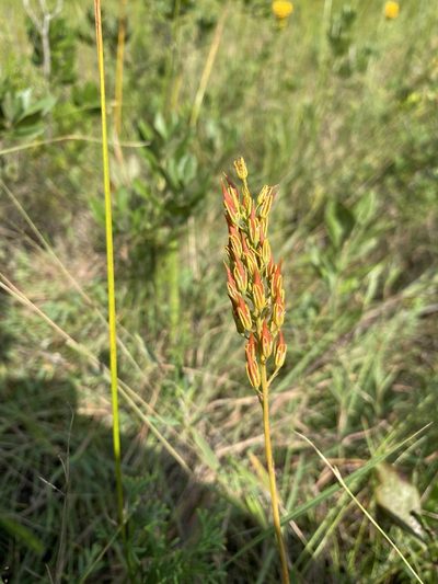 Narthecium americanum, photographed by Bonnie Semmling