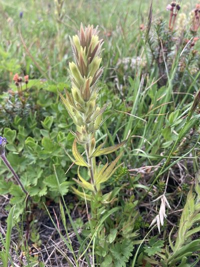 Castilleja cryptantha, photographed by Lindsey Salmonson