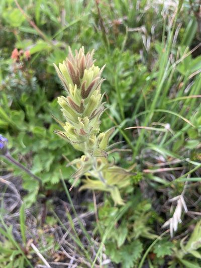 Castilleja cryptantha, photographed by Lindsey Salmonson
