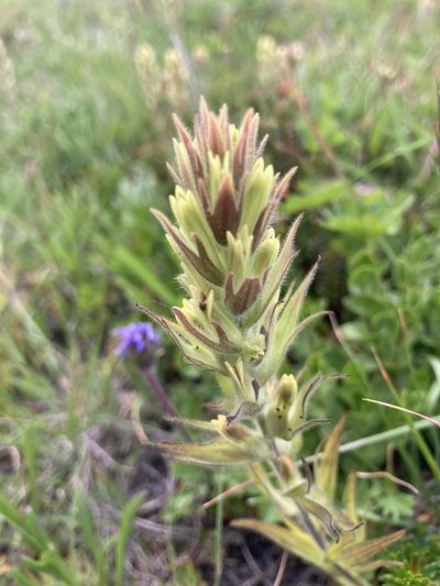 Castilleja cryptantha, photographed by Lindsey Salmonson
