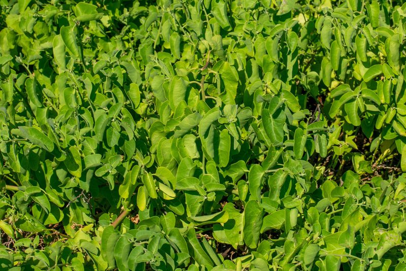 Cryptocarpus pyriformis, photographed by Kyle Elshoff