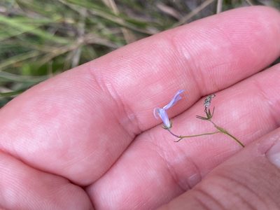 Lobelia nuttallii, photographed by Bonnie Semmling