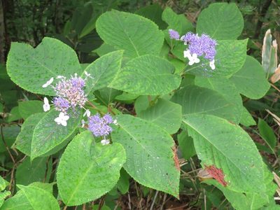 Hydrangea involucrata, photographed by Marco Mussita