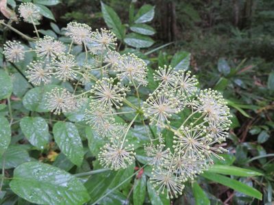 Aralia cordata, photographed by Marco Mussita