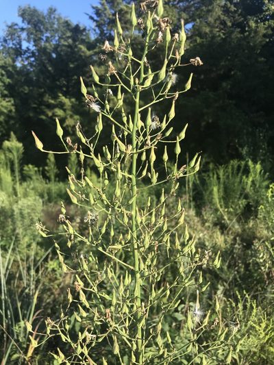 Lactuca ludoviciana, photographed by Ryan Donnelly