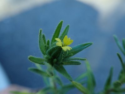 Madia sativa, photographed by Randal