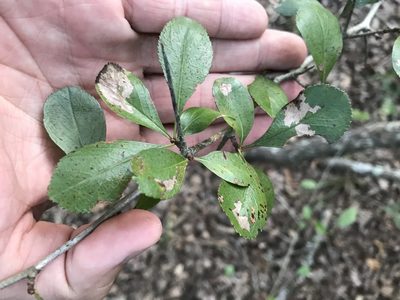 Crataegus crus-galli, photographed by Cody Stricker
