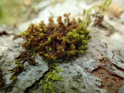 Ulota obtusiuscula, photographed by Randal
