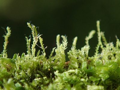 Cephalozia bicuspidata, photographed by Randal