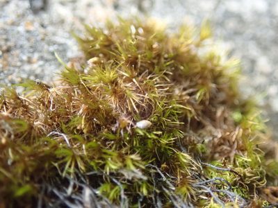 Campylopus atrovirens, photographed by Randal