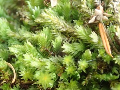 Fissidens adianthoides, photographed by Randal