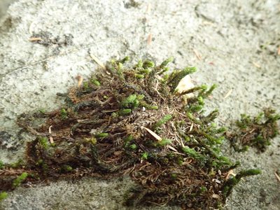 Scouleria aquatica, photographed by Randal