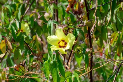 Gossypium darwinii, photographed by Kyle Elshoff