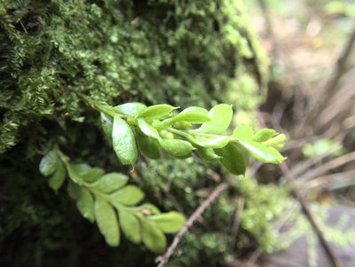 Tmesipteris lanceolata, photographed by Paul Bell-Butler