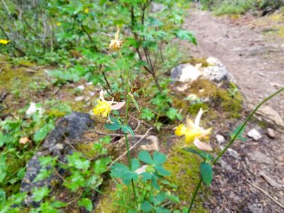 Aquilegia flavescens, photographed by Mavaddat Javid