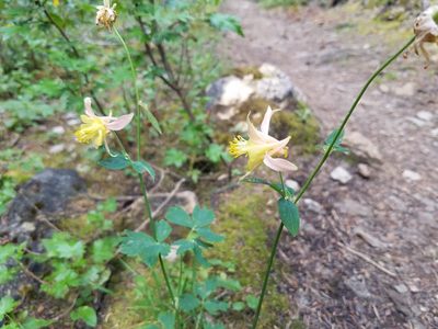 Aquilegia flavescens, photographed by Mavaddat Javid
