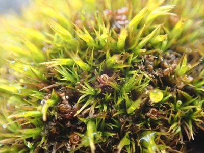 Schistidium maritimum, photographed by Randal