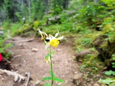 Aquilegia flavescens, photographed by Mavaddat Javid