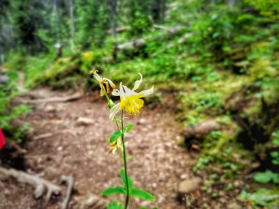 Aquilegia flavescens, photographed by Mavaddat Javid