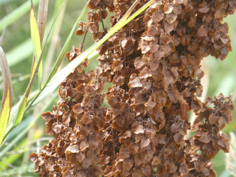 Rumex occidentalis, photographed by Aaron Liston