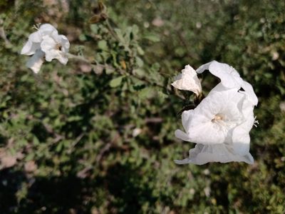Cordia parvifolia, photographed by Miguel Grageda