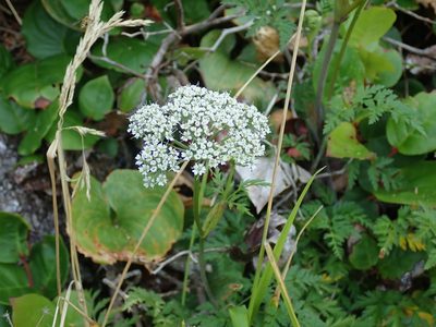 Conioselinum tataricum, photographed by Randal