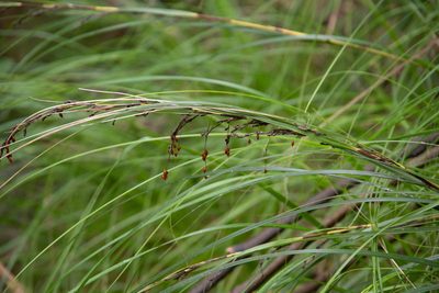Gahnia pauciflora, photographed by M Rutherford