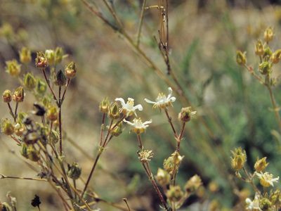 Potentilla hispidula, photographed by Jim Morefield