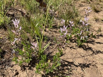 Syncolostemon muddii, photographed by katuchka