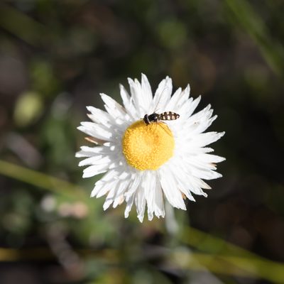 Chrysocephalum baxteri, photographed by Kym Nicolson