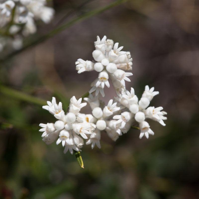 Conospermum mitchellii, photographed by Kym Nicolson