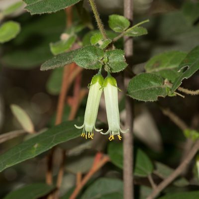 Correa aemula, photographed by Kym Nicolson