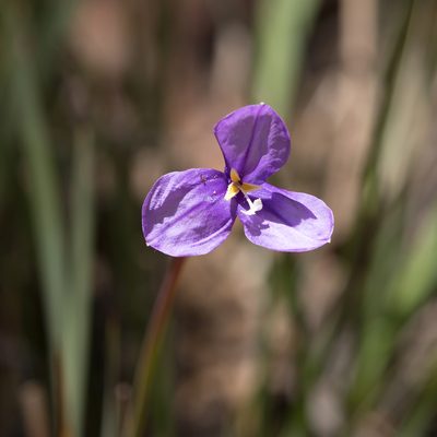 Patersonia occidentalis, photographed by Kym Nicolson