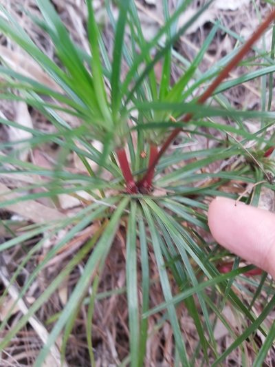 Stylidium productum, photographed by Tim