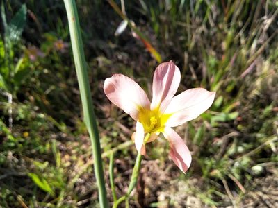 Moraea collina, photographed by De Waal Hugo