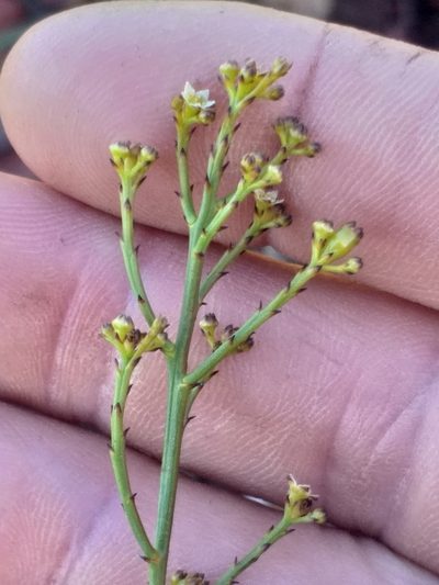 Thesium virgatum, photographed by kevin koen