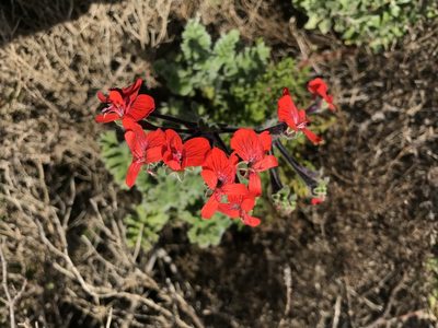 Pelargonium fulgidum, photographed by Sam McCarren