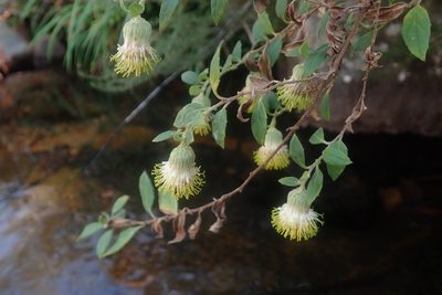 Printzia huttonii, photographed by Jimmy Whatmore