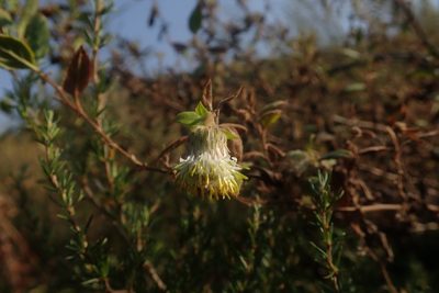 Printzia huttonii, photographed by Jimmy Whatmore