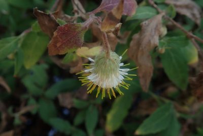 Printzia huttonii, photographed by Jimmy Whatmore