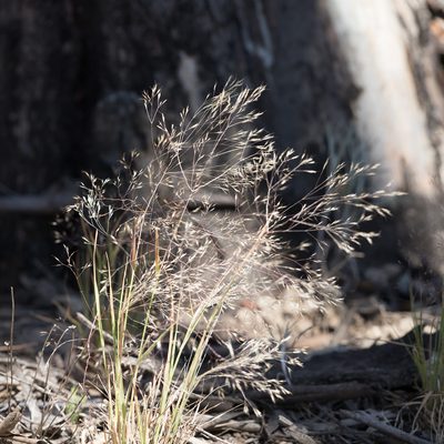 Lachnagrostis aemula, photographed by Kym Nicolson