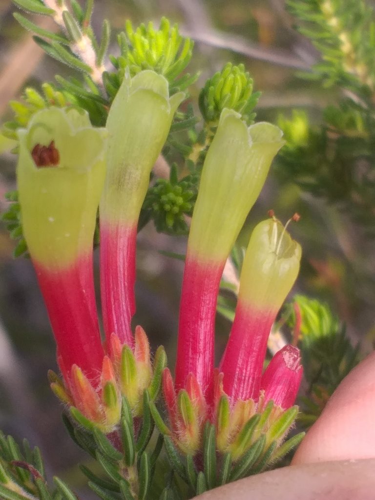 Erica unicolor, photographed by kevin koen