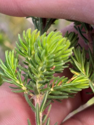 Erica unicolor, photographed by kevin koen