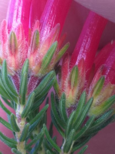 Erica unicolor, photographed by kevin koen